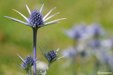 Eryngium alpinum