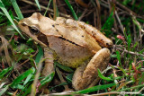 Rana temporaria- Common Frog (Rana temporaria)