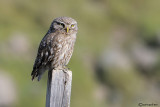 Civetta-Little Owl (Athene noctua)