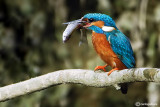 Martin pescatore -Common Kingfisher (Alcedo atthis)