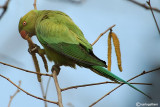 Parrocchetto dal collare-Ring-necked Parakeet (Psittacula krameri)