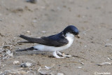 Balestruccio-Common House Martin (Delichon urbica)