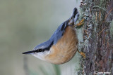 Picchio muratore(Sitta europaea)