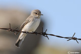 Pigliamosche-Spotted Flycatcher (Muscicapa striata)