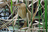Tarabusino-Little Bittern (Ixobrychus minutus)