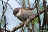 Bigiarella-Lesser Whitethroat (Sylvia curruca)