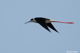 Cavaliere d'Italia-Black-winged Stilt (Himantopus himantopus)