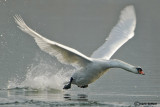 Cigno reale-Mute Swan  (Cygnus olor)