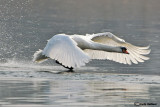 Cigno reale (Cygnus olor)