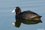 Folaga-Eurasian Coot (Fulica atra)
