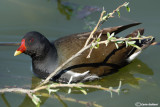 Gallinella d'acqua-Common Moorhen (Gallinula chloropus)