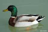 Germano reale-Mallard  (Anas platyrhynchos)