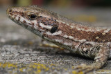 Lucertola muraiola -Common Wall Lizard (Podarcis muralis)