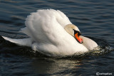 Cigno reale-Mute Swan  (Cygnus olor)