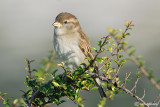 Passera d'Italia -Italian Sparrow(Passer italiae )