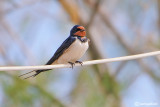 Rondine-Barn Swallow (Hirundo rustica)