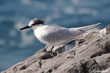 Beccapesci-Sandwich Tern (Sterna sandvicensis)