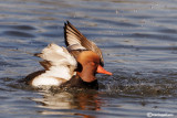 Fistione turco-Red-crested Pochard  ( Netta rufina)