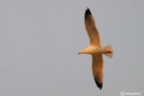 Gabbiano reale-Yellow-legged Gull  (Larus michahellis)