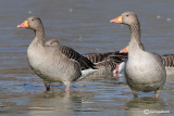 Oca selvatica- Greylag Goose (Anser anser)