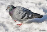 Piccione- Rock Dove	(Columba livia)