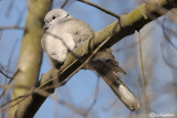 Tortora dal collare-Eurasian Collared Dove  (Streptopelia decaocto)