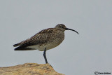 Chiurlo piccolo-Whimbrel  (Numenius phaeopus)
