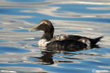 Edredone-Common Eider (Somateria mollissima)