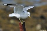 Gavina -Common Gull (Larus canus)