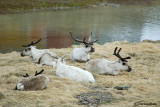 Renna-Reindeer  (Rangifer rangifer)