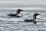 Strolaga mezzana- Black-throated Diver (Gavia arctica)