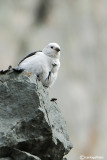 Zigolo delle nevi -Snow Bunting (Plectrophenax nivalis)