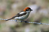 Averla capirossa- Woodchat Shrike(Lanius senator)