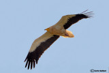 Capovaccaio- Egyptian Vulture (Neophron percnopterus)