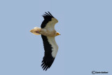 Capovaccaio- Egyptian Vulture (Neophron percnopterus)