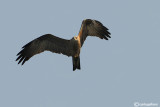 Nibbio bruno-Black Kite (Milvus migrans)