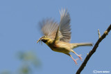 Zigolo nero- Cirl Bunting (Emberiza cirlus)