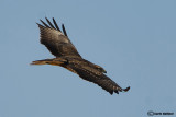 Poiana steppe (Buteo buteo vulpinus)