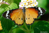 Danaus chrysippus