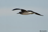 Gabbiano occhibianchi -White-eyed Gull (Larus leucophtalmus)