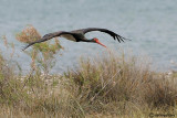 Cicogna nera-Black Stork  (Ciconia nigra)