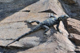 Stellione-Starred Agama (Agama stellio)