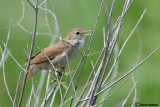 Usignolo-Common Nightingale (Luscinia megarhynchos)