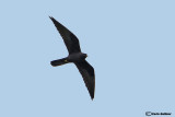 Falco della regina-Eleonoras Falcon  (Falco eleonorae)