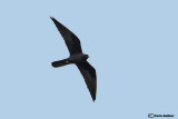 Falco della regina-Eleonora's Falcon (Falco eleonorae)