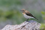 Monachella- Black-eared Wheatear(Oenanthe hispanica)