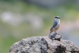 Picchio muratore di roccia -Western Rock Nuthatch(Sitta neumayer)