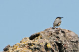 Picchio muratore di roccia -Western Rock Nuthatch(Sitta neumayer)