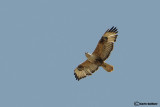 Poiana codabianca -Long-legged Buzzard (Buteo rufinus)