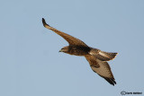 Poiana steppe (Buteo buteo vulpinus)